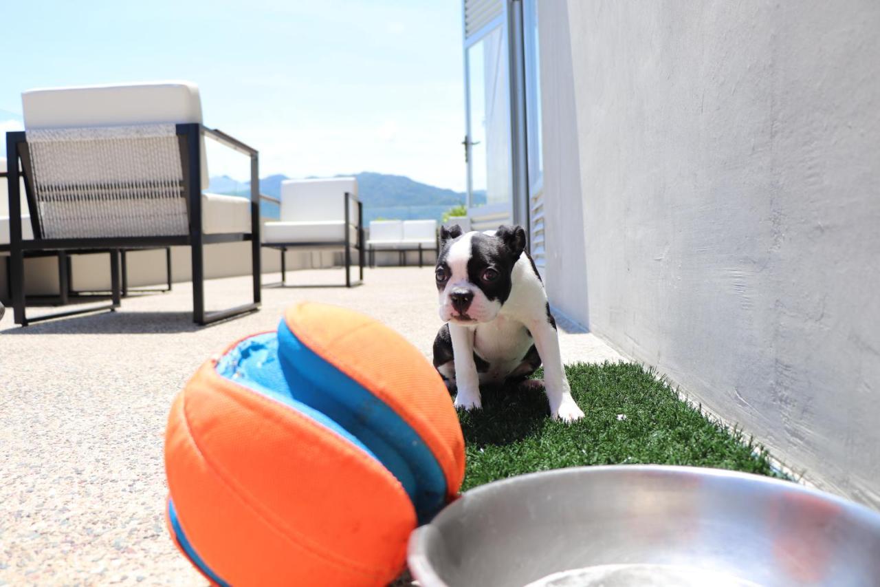 Hotel Mio Vallarta Unique & Different- Adults Only Puerto Vallarta Ngoại thất bức ảnh Boston Terrier puppy
